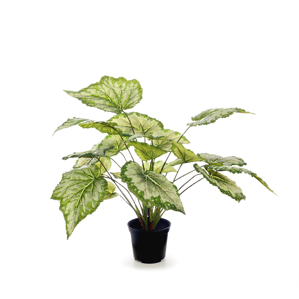 Begonia in Pot